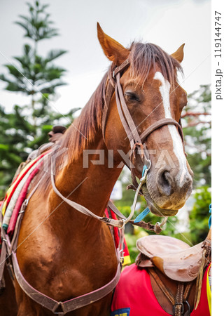 バギオのライトパークにいるお馬さん 119144747