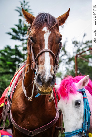 バギオのライトパークにいるお馬さん バギオのライトパークにいるお馬さん 119144749