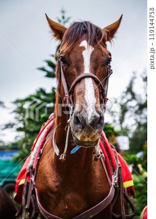 バギオのライトパークにいるお馬さん 119144758