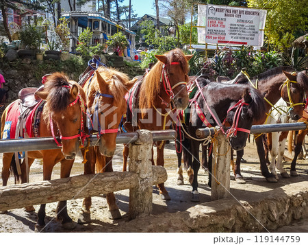 バギオのライトパークにいるお馬さん 119144759
