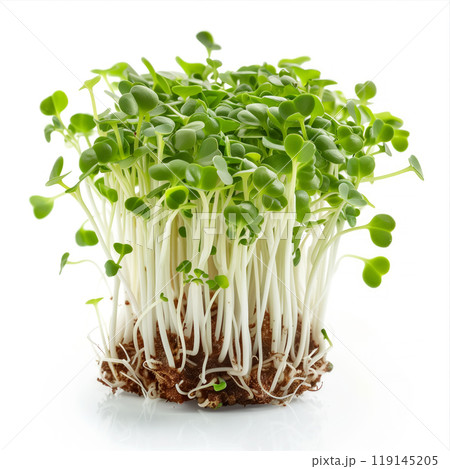 Cluster of freshly grown green broccoli sprouts isolated on a white background 119145205
