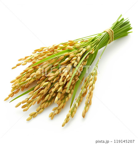 A bundle of rice stalks with green leaves and golden grains isolated on white background. 119145207