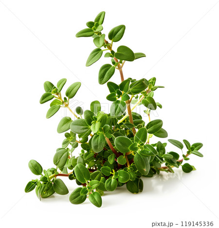 Fresh green thyme herb with small leaves isolated on a plain white background. Concept of culinary herbs and ingredients 119145336