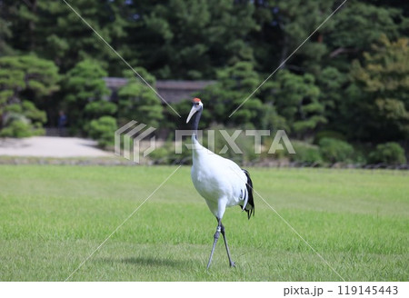 岡山後楽園を優美に舞う丹頂(タンチョウ)鶴 岡山後楽園を優美に舞う丹頂(タンチョウ)鶴 119145443