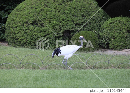岡山後楽園を優美に舞う丹頂(タンチョウ)鶴 岡山後楽園を優美に舞う丹頂(タンチョウ)鶴 119145444