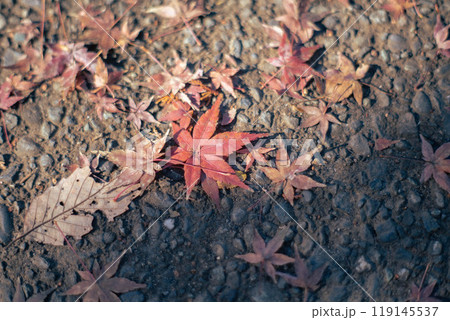 赤い紅葉の落ち葉 119145537