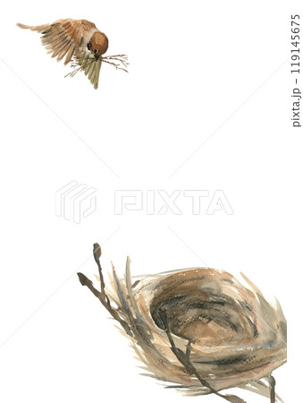 水彩で描いた巣作りをするスズメのイラスト【手描き】白バック 透過背景 119145675