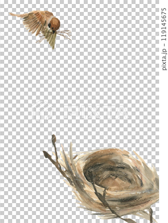 Watercolor illustration of a sparrow building a nest [hand-drawn] on a white background, transparent background 119145675