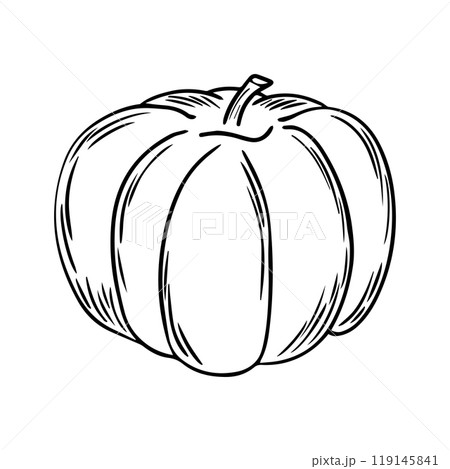 Pencil Sketch of a Pumpkin on a white Background. Autumn Hand Drawn Illustration. Flat design. Vector illustration. 119145841