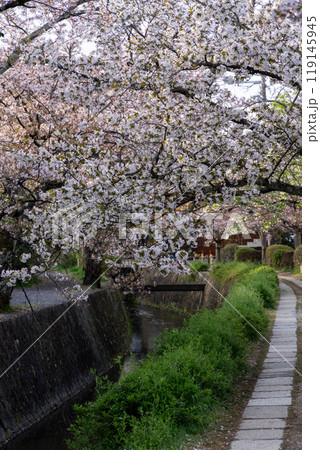 京都、哲学の道散歩 119145945