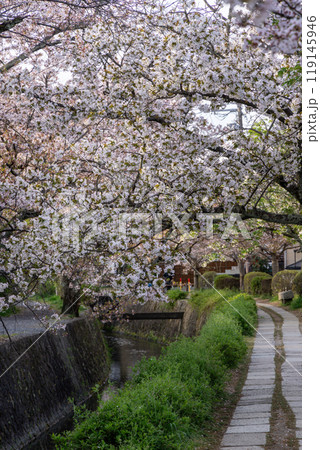 京都、哲学の道散歩 119145946