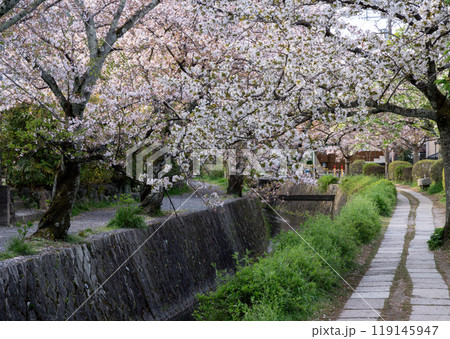 京都、哲学の道散歩 119145947