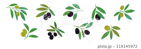 Olive Branch with Green and Black Fruit Vector Set 119145972