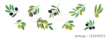 Olive Branch with Green and Black Fruit Vector Set Olive Branch with Green and Black Fruit Vector Set 119145973