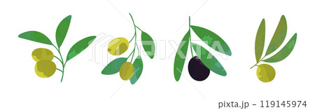 Olive Branch with Green and Black Fruit Vector Set Olive Branch with Green and Black Fruit Vector Set 119145974
