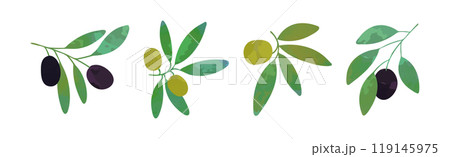 Olive Branch with Green and Black Fruit Vector Set Olive Branch with Green and Black Fruit Vector Set 119145975