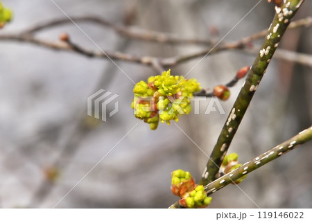 ダンコウバイ 119146022