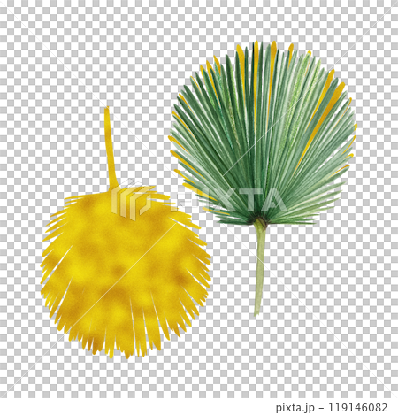 Palm leaf green and gold hand painted watercolor set isolated on white. High quality image perfect for cards, posters, stickers, eco materials, Christmas decoration design. Exotic plants clip art Palm leaf green and gold hand painted watercolor set isolated on white. High quality image perfect for cards, posters, stickers, eco materials, Christmas decoration design. Exotic plants clip art 119146082
