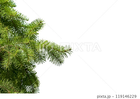 New Year's Christmas green branches of spruce,pine 119146229