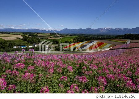 十勝岳連山と四季彩の丘 119146256