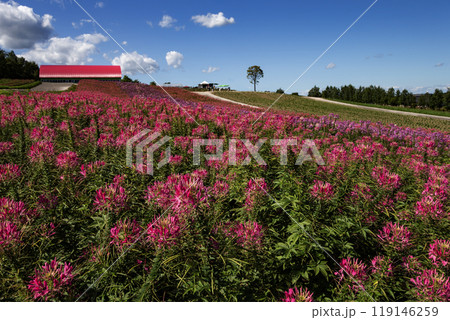 十勝岳連山と四季彩の丘 十勝岳連山と四季彩の丘 119146259