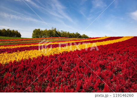 十勝岳連山と四季彩の丘 119146260