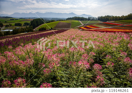 十勝岳連山と四季彩の丘 119146261