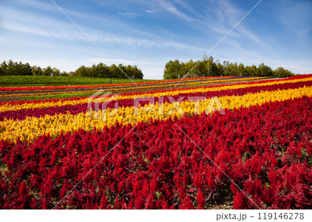 十勝岳連山と四季彩の丘 十勝岳連山と四季彩の丘 119146278