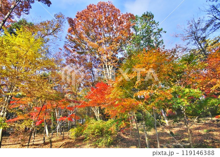 紅葉 カエデ 紅葉 カエデ 119146388