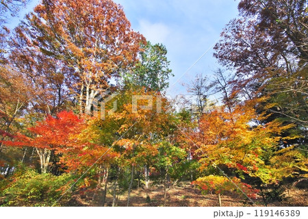 紅葉 カエデ 紅葉 カエデ 119146389