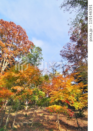 紅葉 カエデ 紅葉 カエデ 119146391