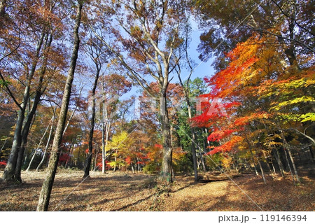 紅葉 カエデ 紅葉 カエデ 119146394