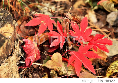 紅葉 カエデ 紅葉 カエデ 119146427