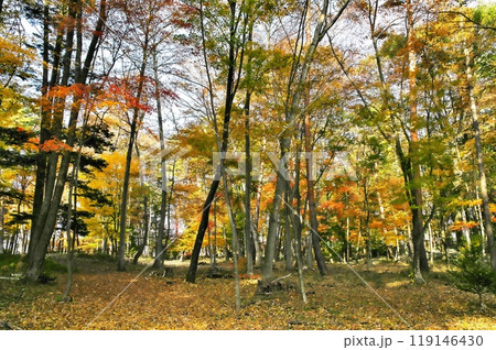 紅葉 カエデ 紅葉 カエデ 119146430
