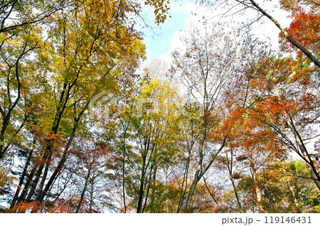 紅葉 カエデ 紅葉 カエデ 119146431