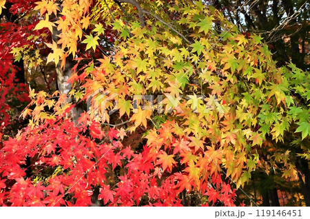 紅葉 カエデ 紅葉 カエデ 119146451
