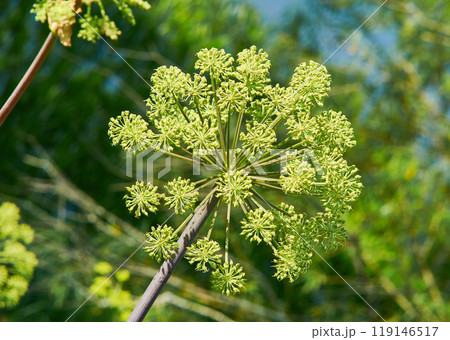 Norwegian angelica 119146517