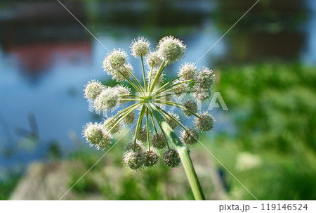Angelica plan, umbelliferae bloom Angelica plan, umbelliferae bloom 119146524