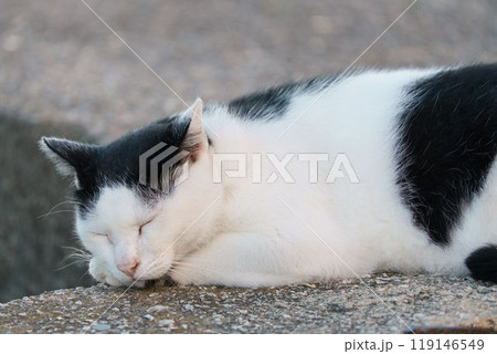 のんびり眠るネコ のんびり眠るネコ 119146549