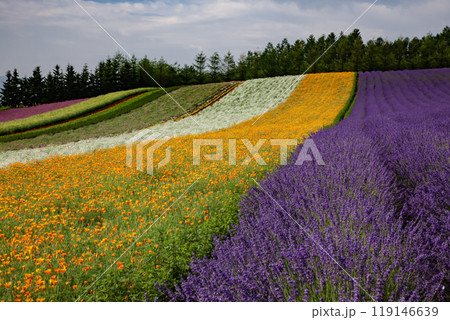 ラベンダー香る夏の丘 119146639