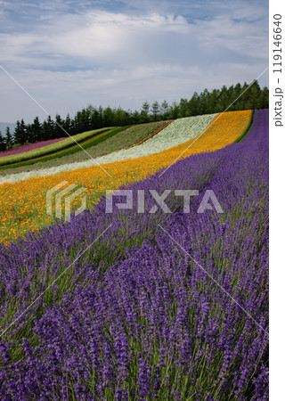 ラベンダー香る夏の丘 119146640