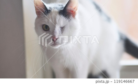 Cute cat winking playfully, showing its happy nature indoors by a window. The close up captures its green eye and pink nose, exuding love and companionship Cute cat winking playfully, showing its happy nature indoors by a window. The close up captures its green eye and pink nose, exuding love and companionship 119146667