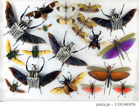 A detailed collection of various insects, including striking beetles, butterflies, and moths, meticulously arranged for educational and research purposes in a display case. A detailed collection of various insects, including striking beetles, butterflies, and moths, meticulously arranged for educational and research purposes in a display case. 119146976