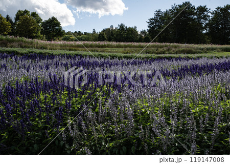 サルビアの咲く丘 119147008