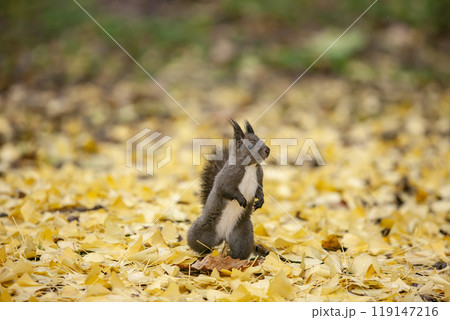 銀杏の森を駆け回るエゾリス 119147216