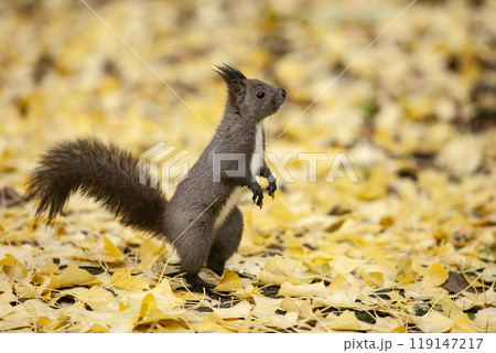 銀杏の森を駆け回るエゾリス 119147217