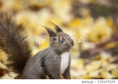 銀杏の森を駆け回るエゾリス 119147224