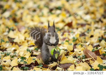 銀杏の森を駆け回るエゾリス 119147227