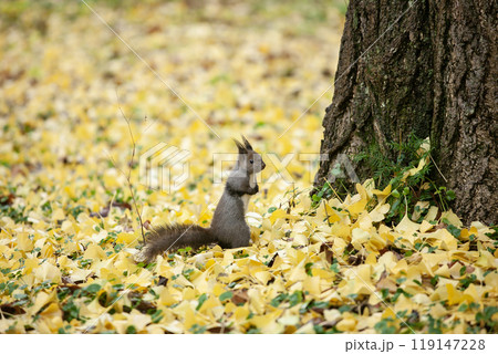 銀杏の森を駆け回るエゾリス 119147228