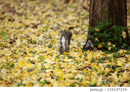 銀杏の森を駆け回るエゾリス 119147234